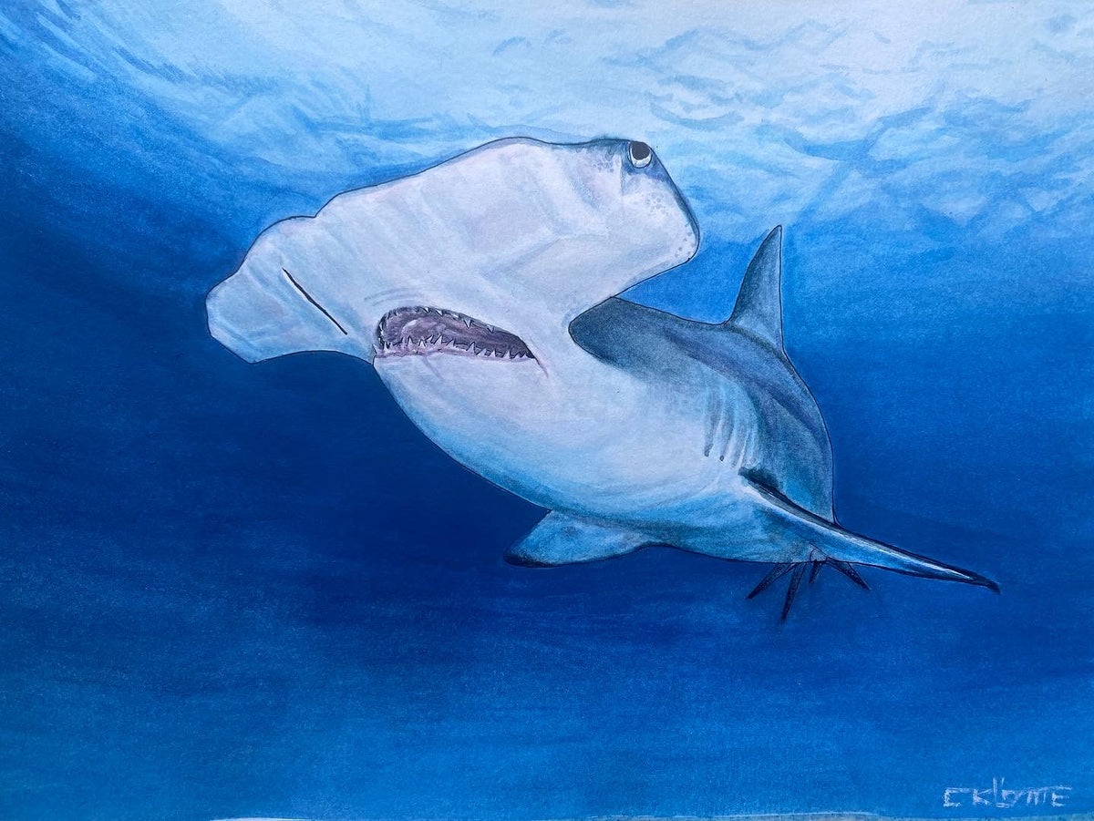 26 Jibbitz Hammerhead Shark (moving eyes model) 3000002-00515-0001