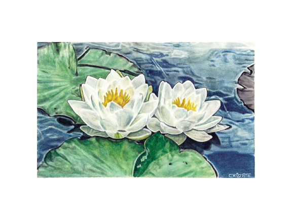 Water Lily (Print)
