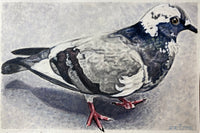 Plumage of Pigeon