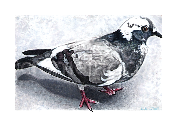 Plumage of Pigeon (Print)