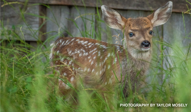 "Oh, Deer!"