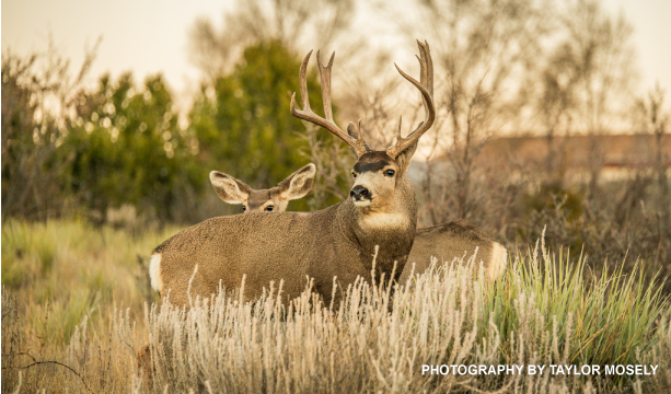 "Oh, Deer!"
