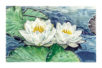 Water Lily (Print)